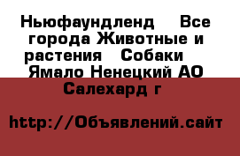 Ньюфаундленд  - Все города Животные и растения » Собаки   . Ямало-Ненецкий АО,Салехард г.